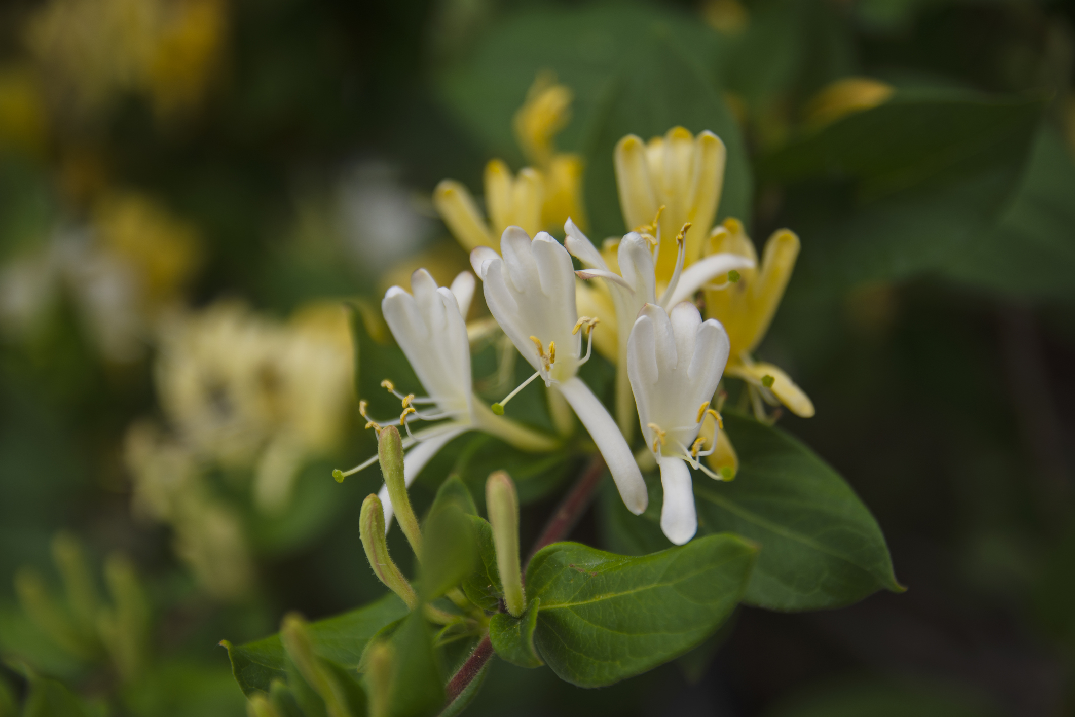 Lonicera Fragrantissima Chevrefeuille Hiver