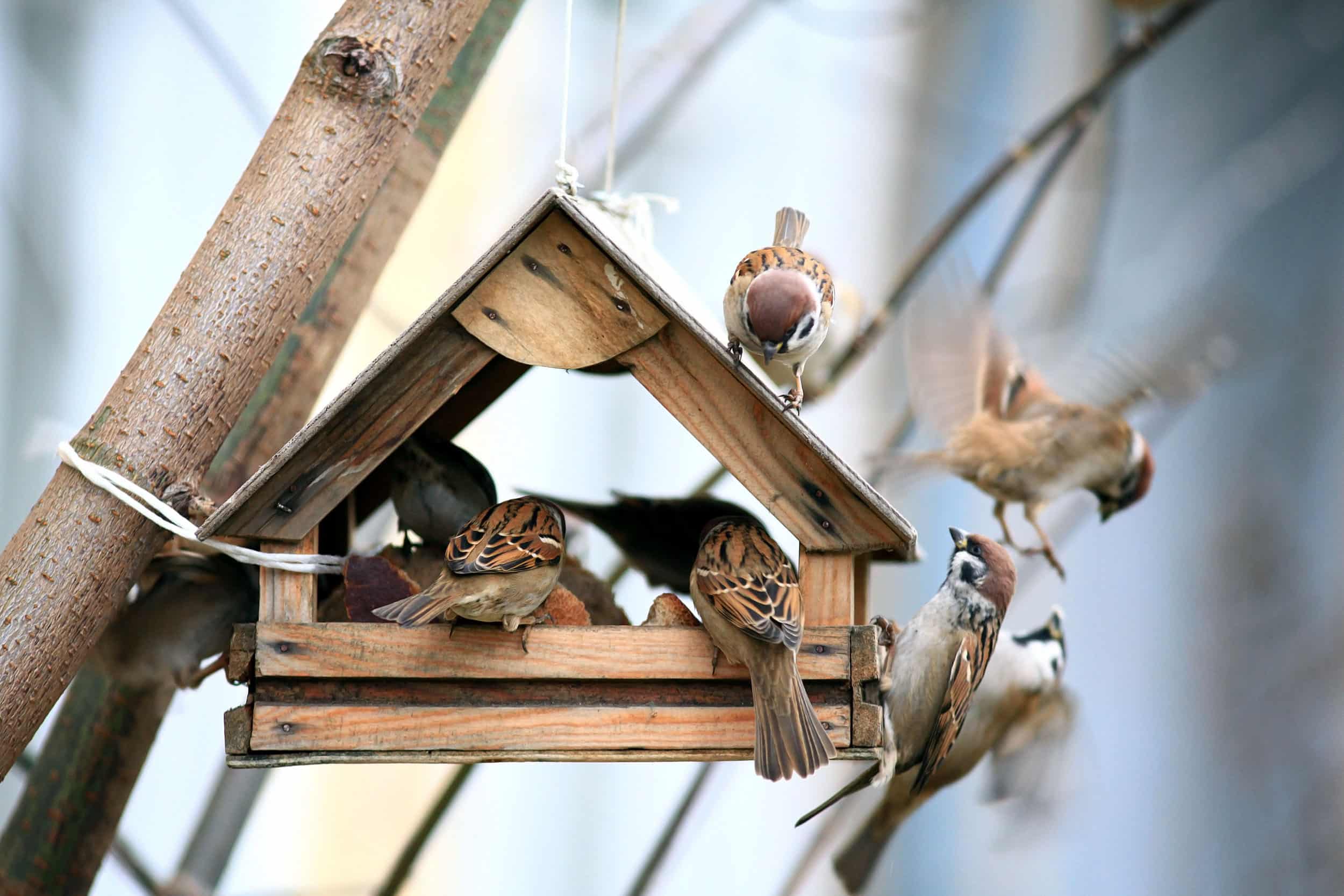 Oiseaux Jardin