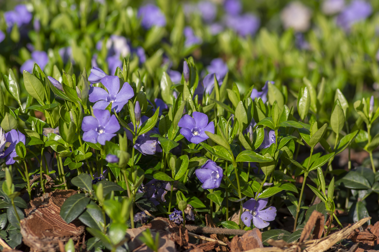 Pervenche (vinca)