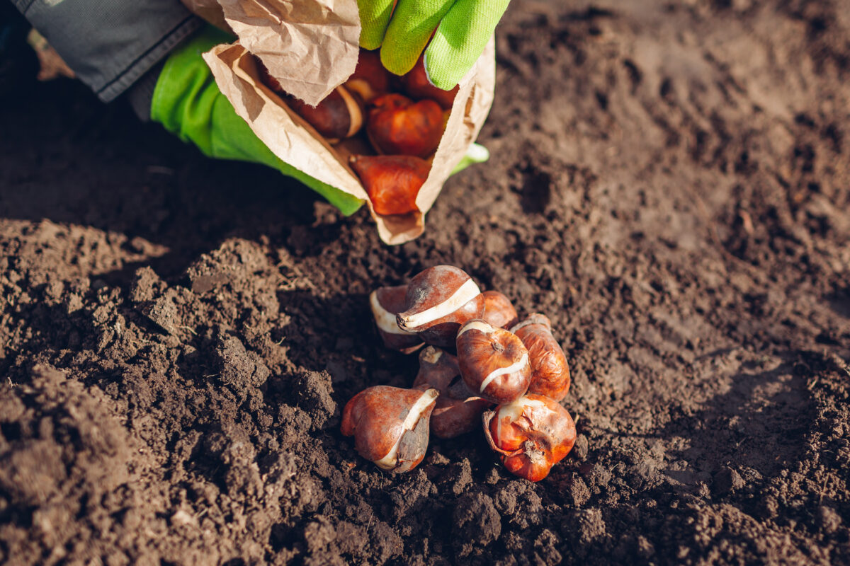 Planter Les Bulbes