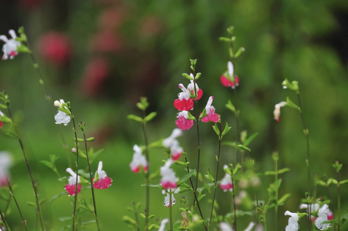 Sauge Arbustive Salvia Microphylla