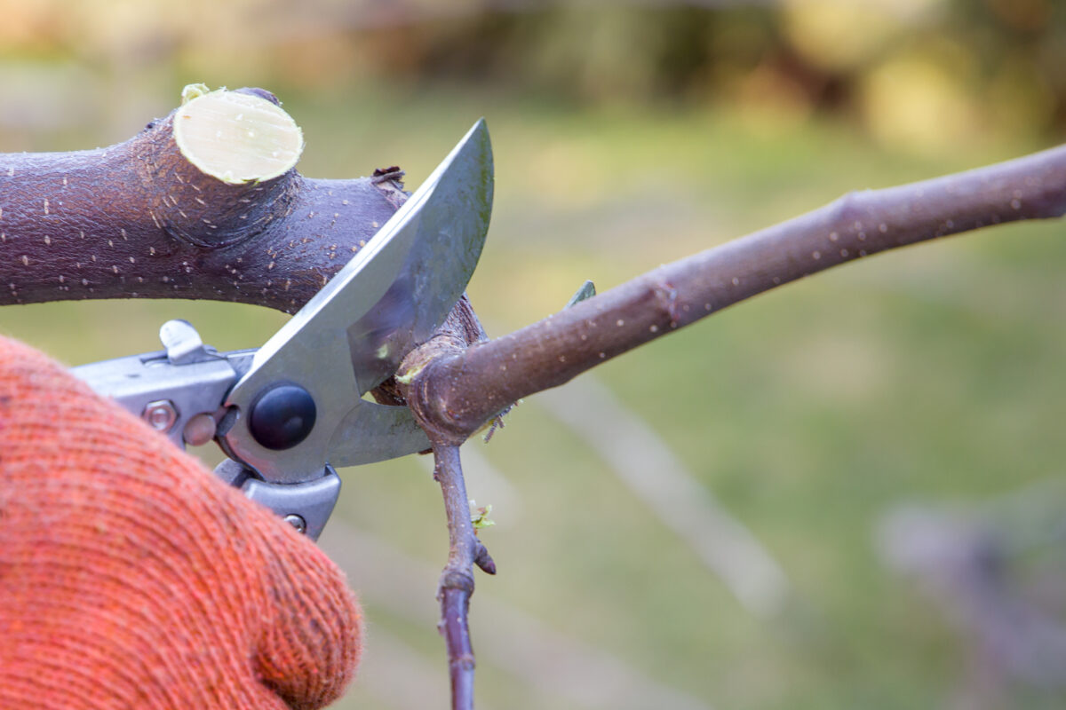 Taille Arbre Fruitier