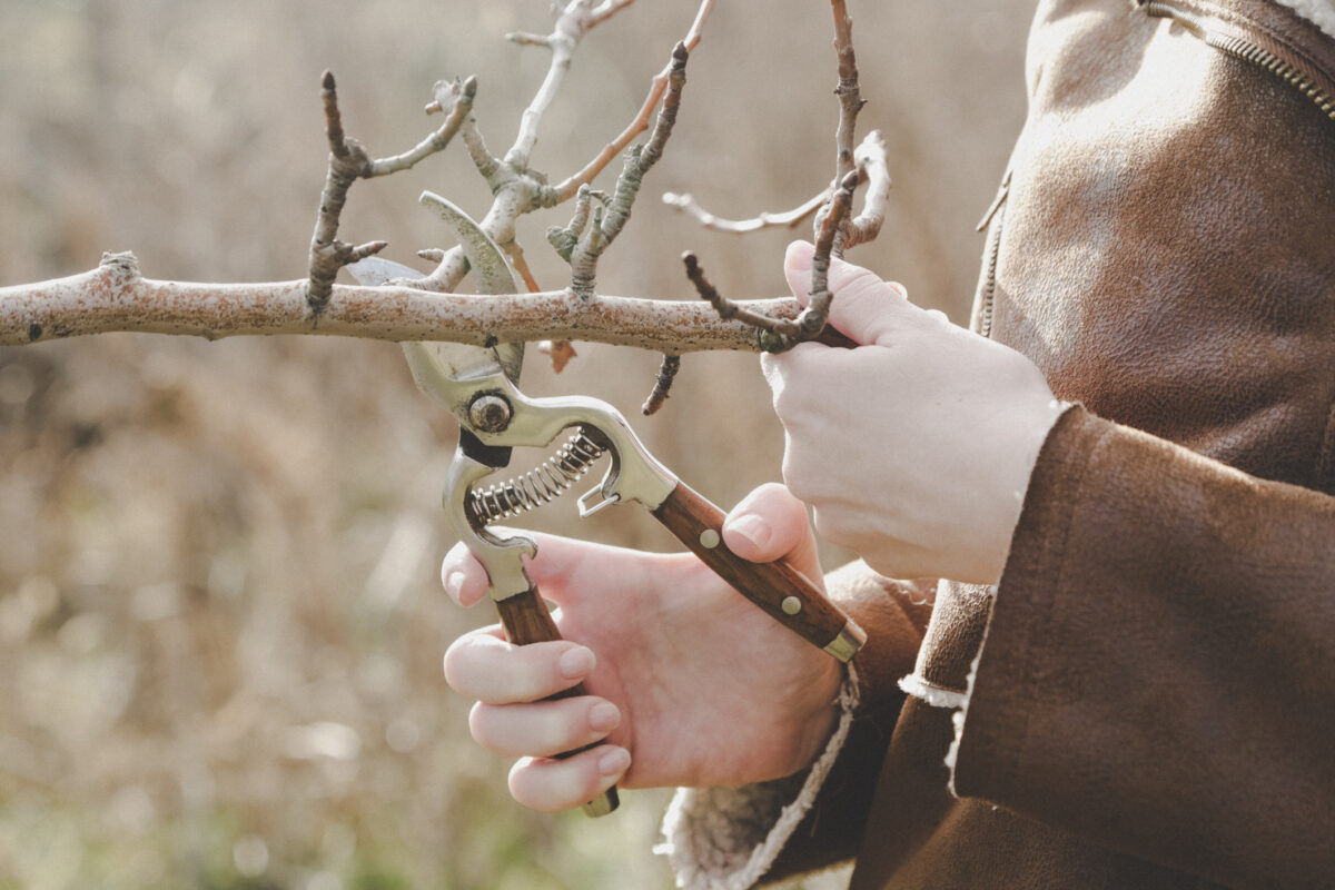 taille arbres fruitiers