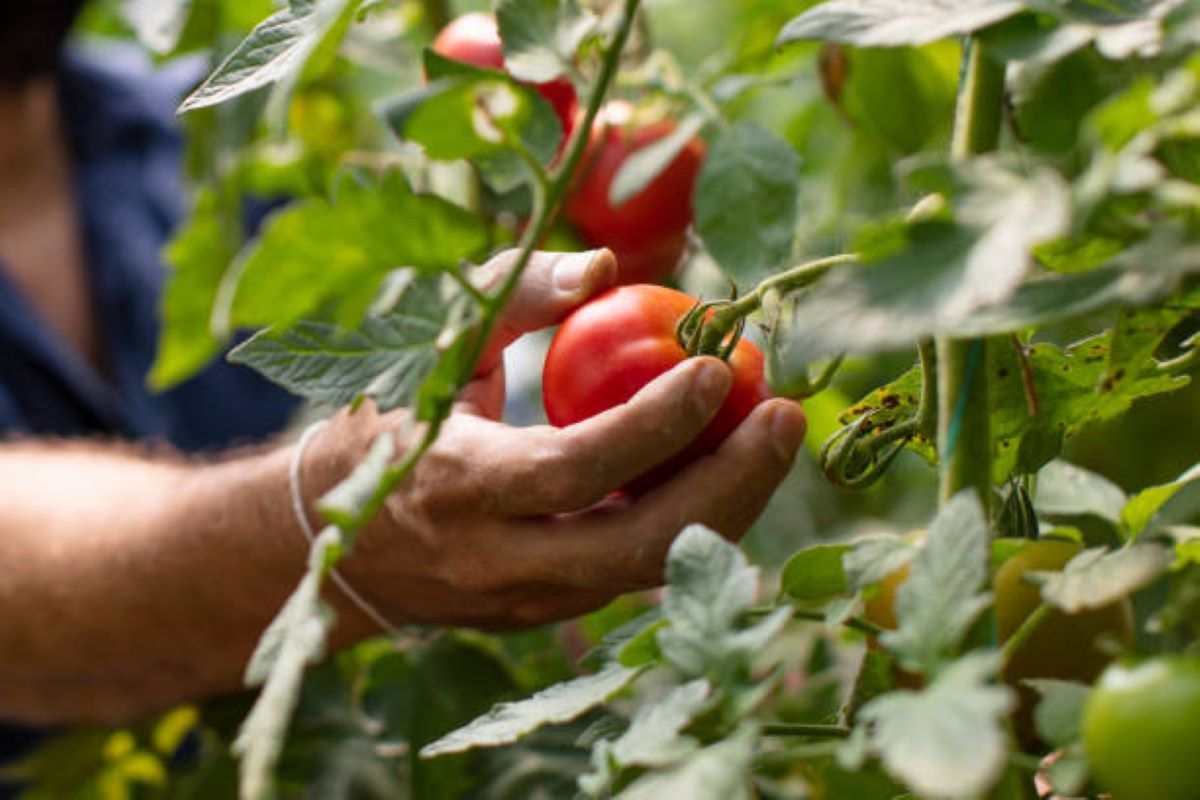 Taille Des Tomates