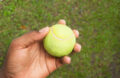 Voici comment une simple balle de tennis sauve des vies animales dans votre jardin, tout l'hiver