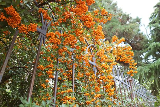 Pyracantha