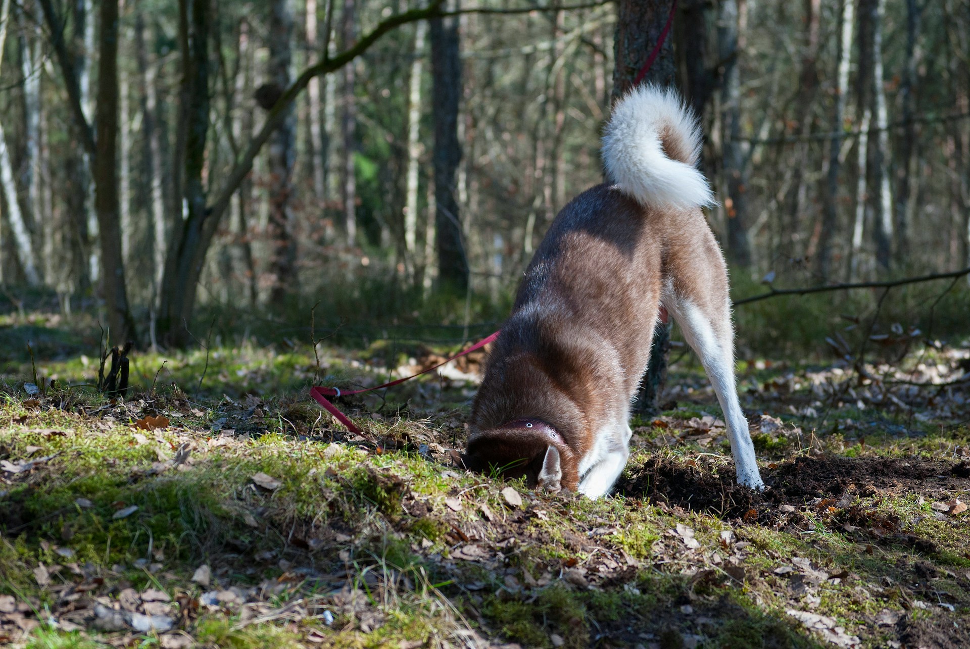 Chien Creuse Trou