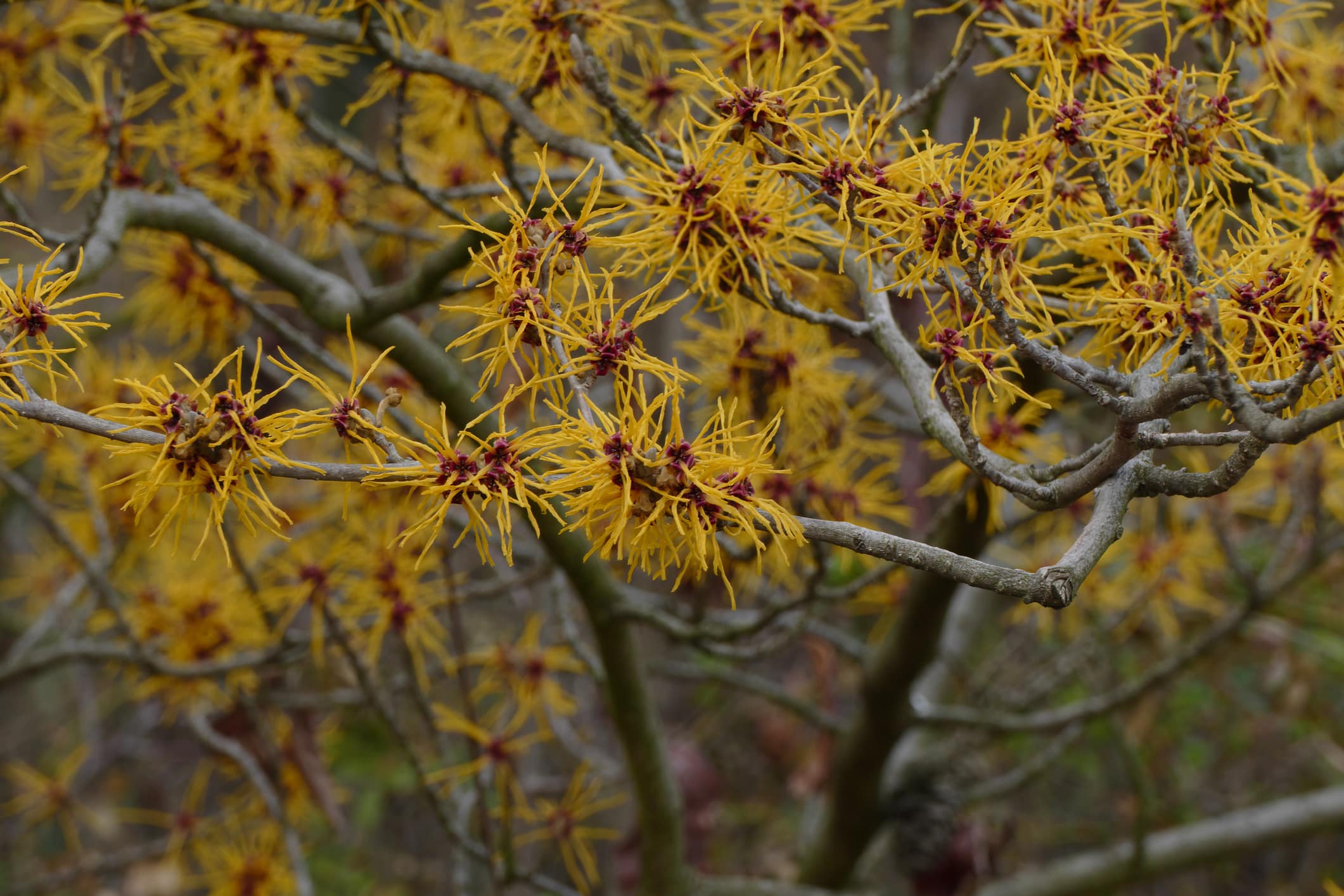 Hamamelis