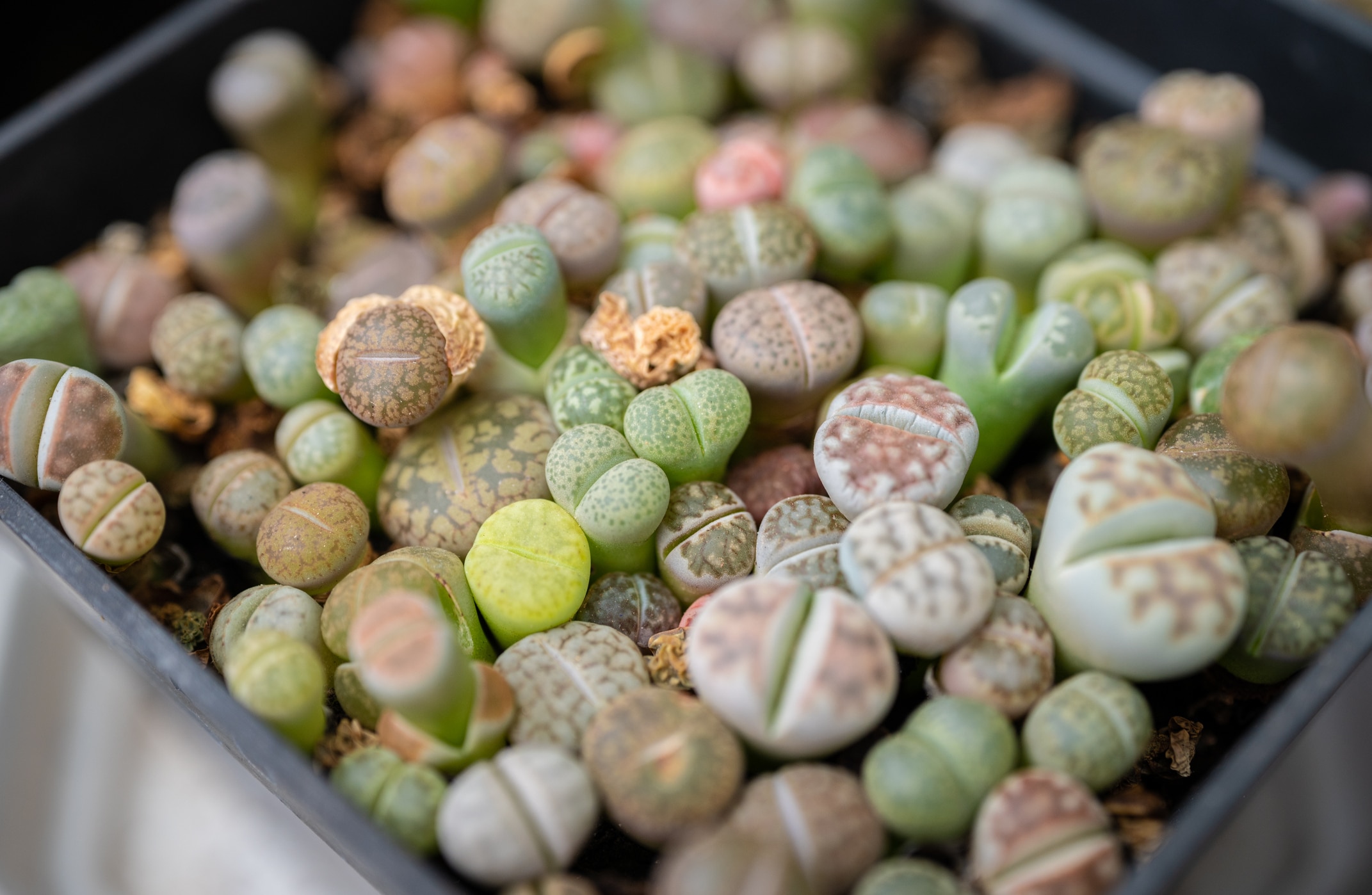 Lithops Succulentes Plantes Cailloux