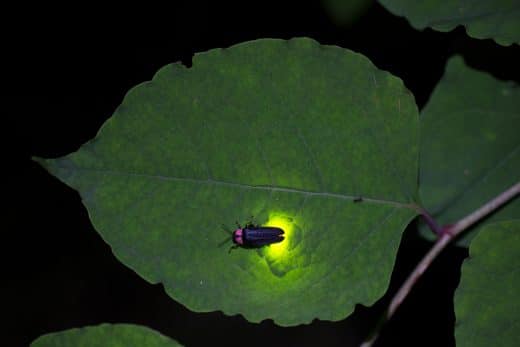 Luciole Sur Une Feuille