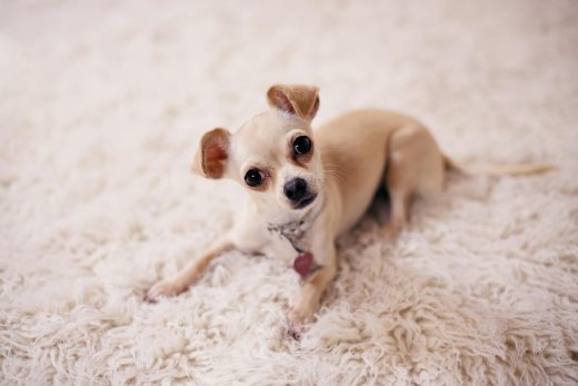 Tapis Petit Chien Mignon